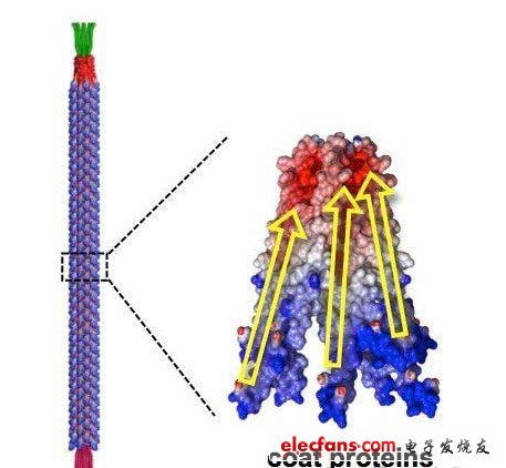 M13噬菌體的形狀。制成了長880nm，直徑為6.6nm的棒狀。構(gòu)成外膜部分的2700個蛋白質(zhì)各呈螺旋狀，在外力作用下產(chǎn)生變形時就會極化