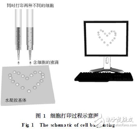 細(xì)胞打印技術(shù)的開(kāi)發(fā)及應(yīng)用