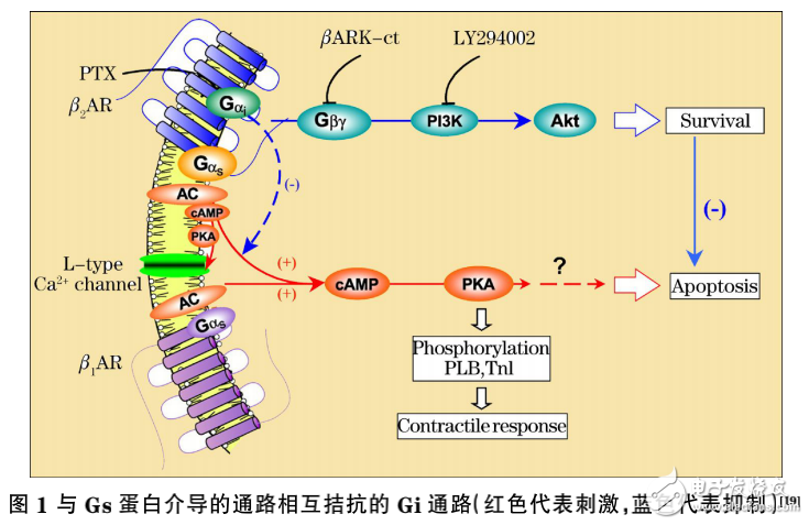 光生物調(diào)節(jié)的作用及激光醫(yī)學(xué)原理與醫(yī)用激光器的介紹